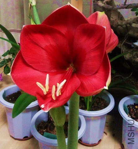20130223_184732.jpg
