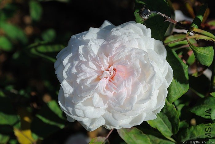 Clotilde Souper7.jpg