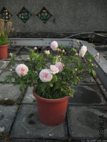 Clotilde Souper8.jpg