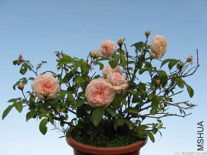 Clotilde Souper9.jpg