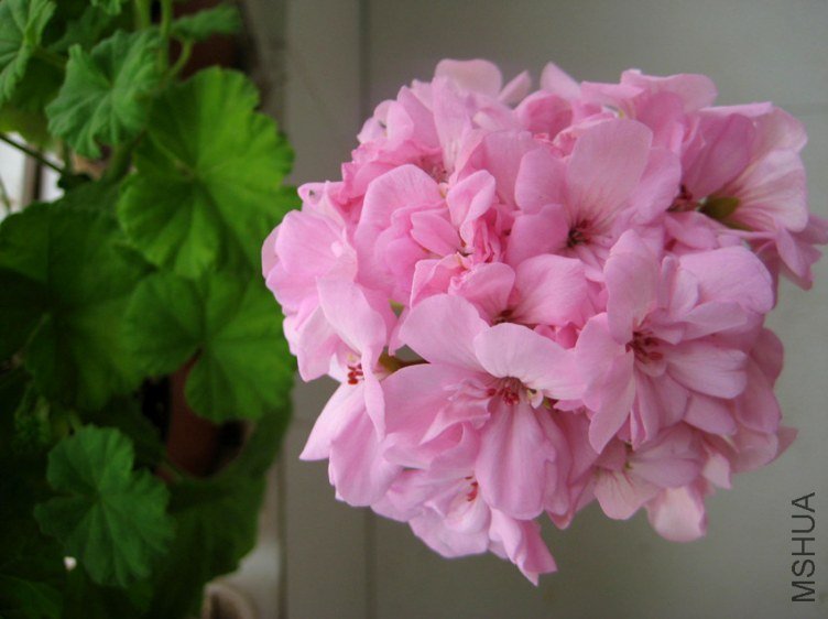 ��Ƭ 230_����.jpg