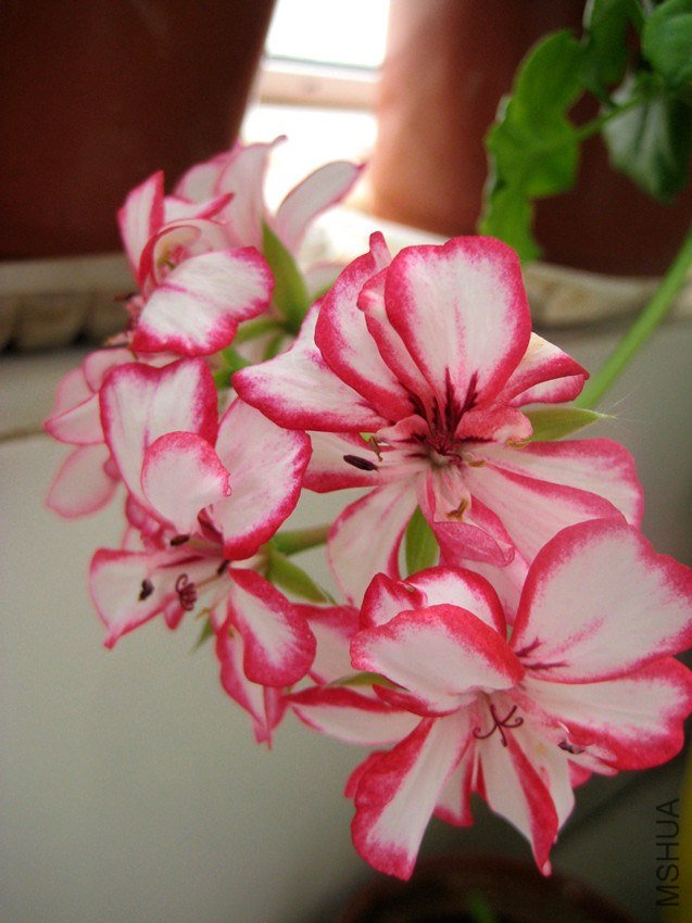 ��Ƭ 231_����.jpg