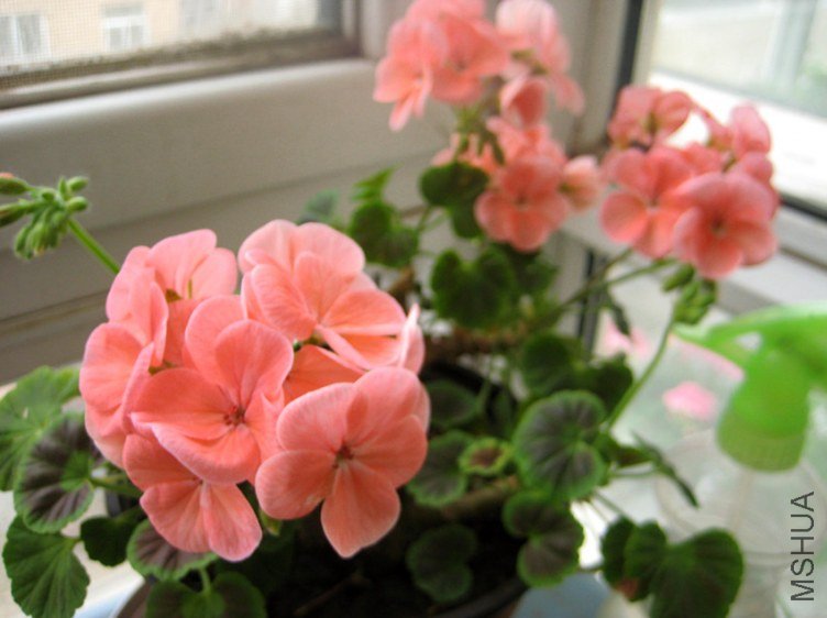 ��Ƭ 236_����.jpg