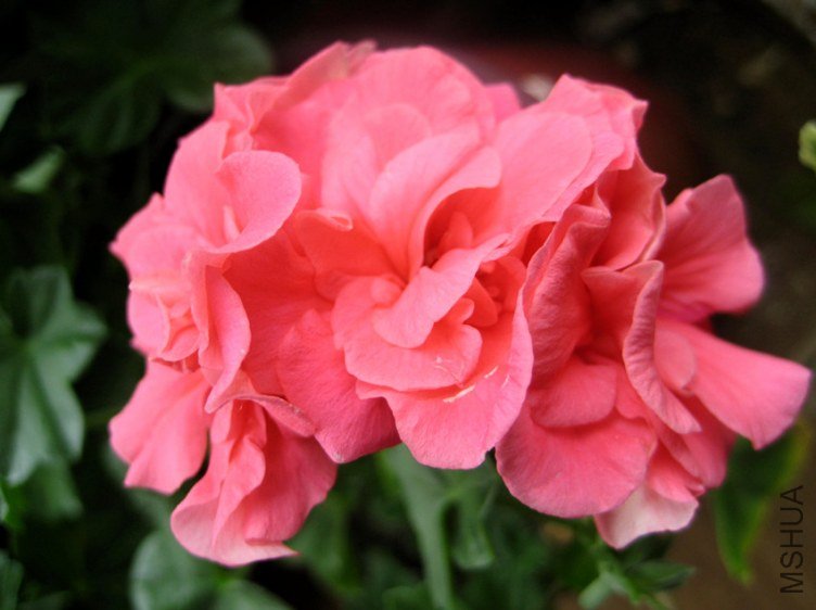 ��Ƭ 237_����.jpg