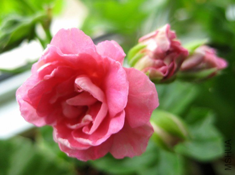 ��Ƭ 239_����.jpg