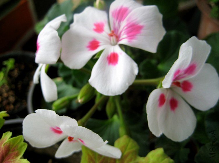 ��Ƭ 241_����.jpg