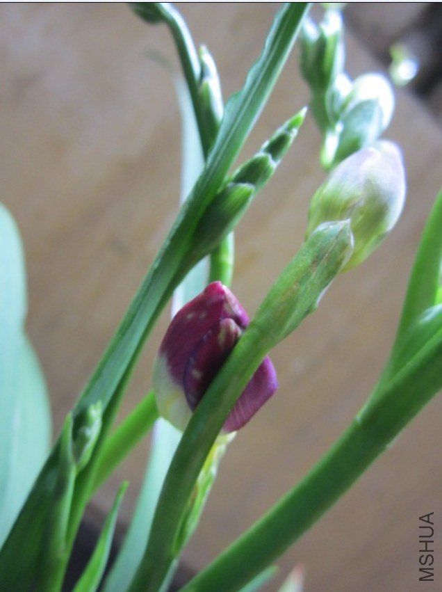 ���Լ��������