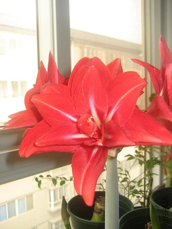 ����ǿ����������Ƭ