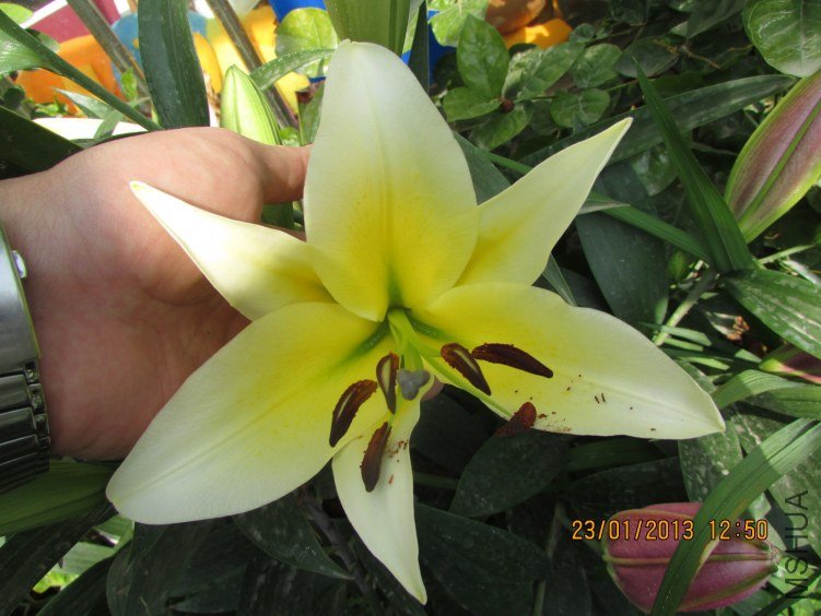 IMG_1610_nEO_IMG.jpg
