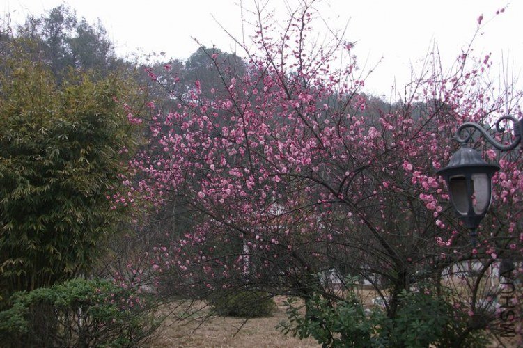 DSCF6682.JPG