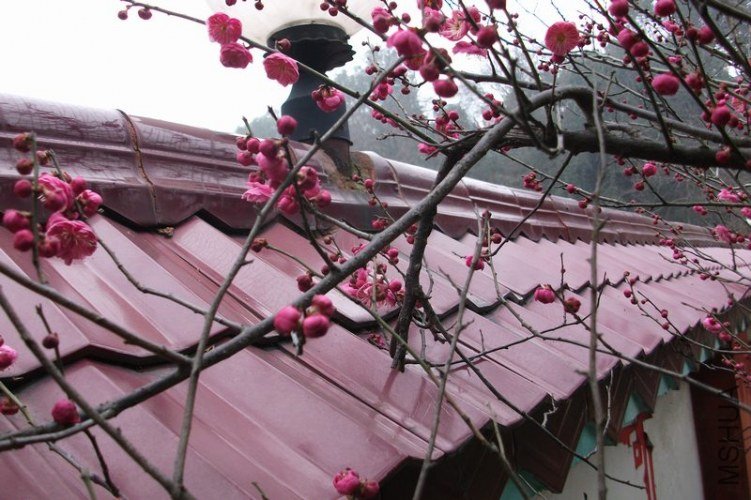 DSCF6687.JPG