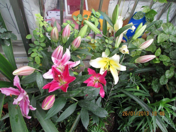 IMG_1693000.jpg