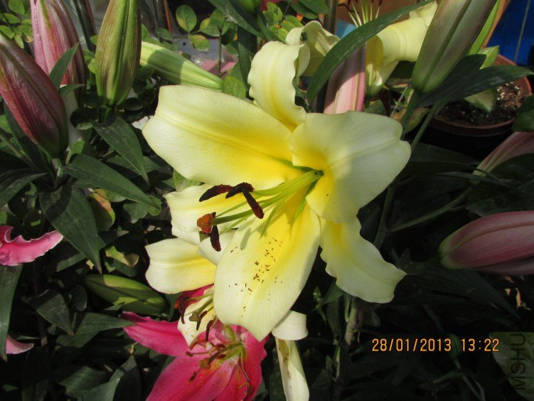 IMG_1727_nEO_IMG.jpg