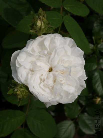 ���Ϸ���1 of jill523.jpg