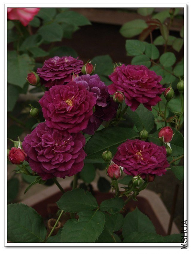 ����֮��1 of nluzzzz.jpg