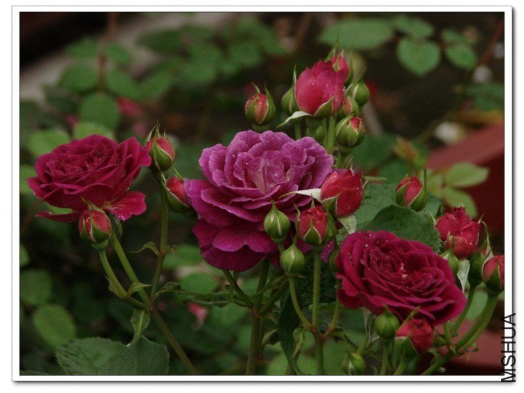 ����֮��4 of nluzzzz.jpg