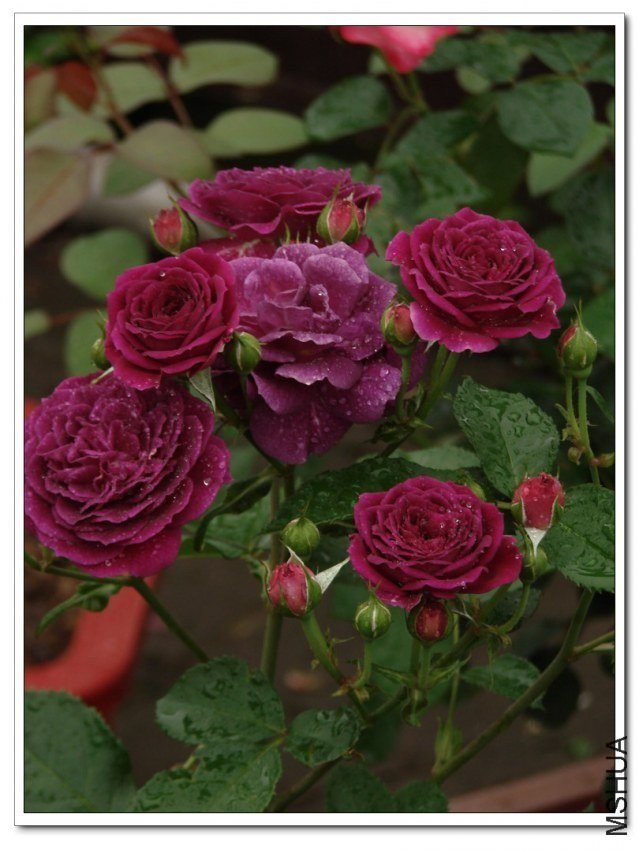 ����֮��6 of nluzzzz.jpg