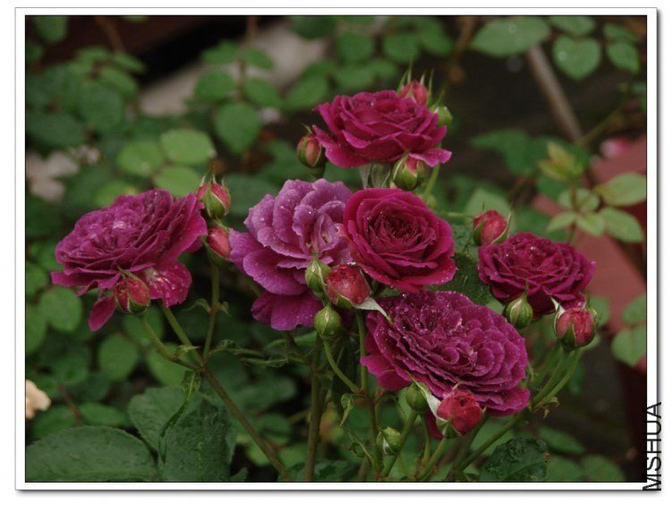 ����֮��7 of nluzzzz.jpg