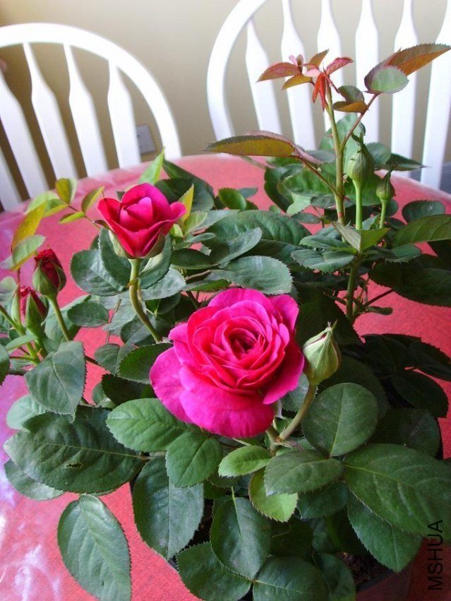 ���ٿ�³ķõ��1 of feilanduo.jpg