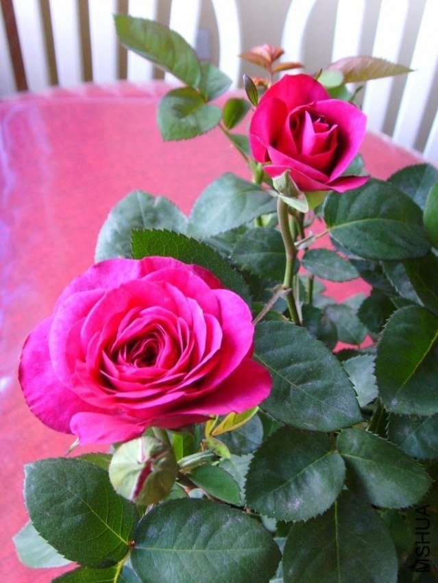 ���ٿ�³ķõ��2 of feilanduo.jpg