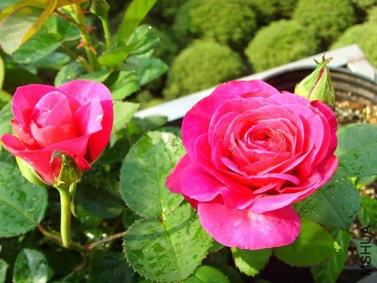 ���ٿ�³ķõ��4 of feilanduo.jpg