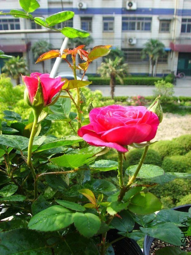 ���ٿ�³ķõ��6 of feilanduo.jpg