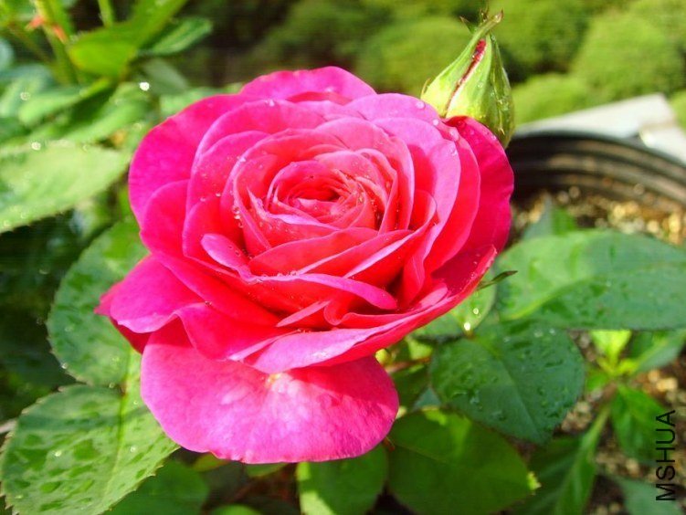 ���ٿ�³ķõ��7 of feilanduo.jpg