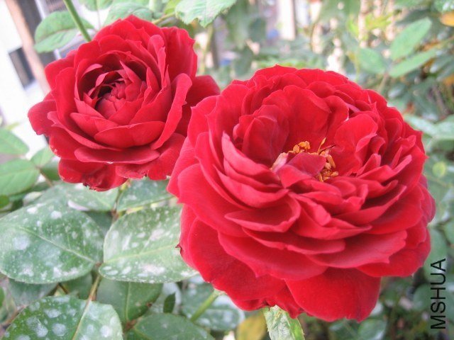 ������5 of lbc0572.jpg