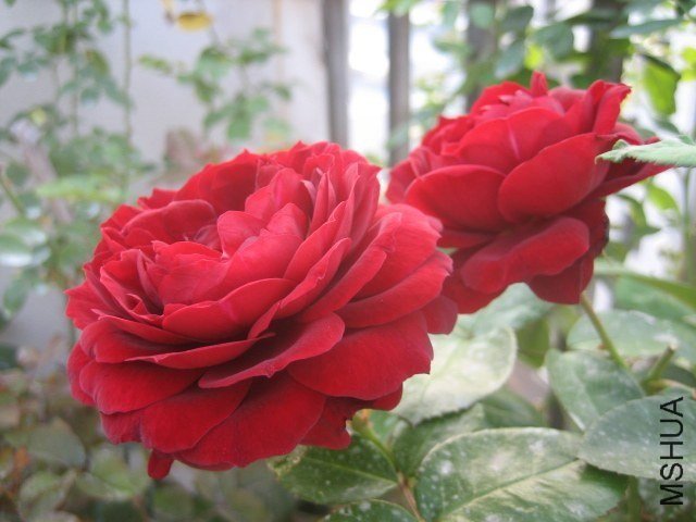 ������4 of lbc0572.jpg