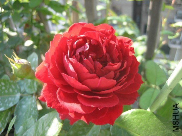������6 of lbc0572.jpg