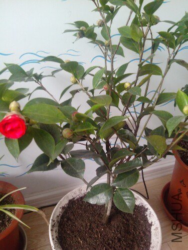 IMG20130227131219.jpg