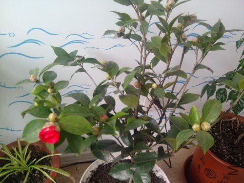 IMG20130227131236.jpg