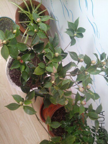 IMG20130227131251.jpg