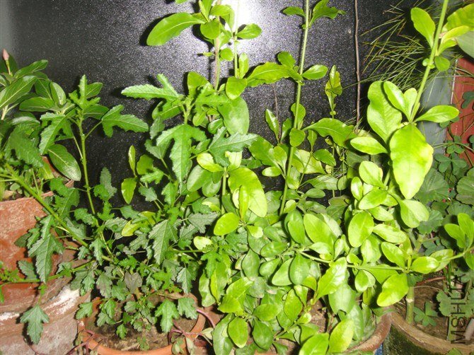 psb (1).jpg
