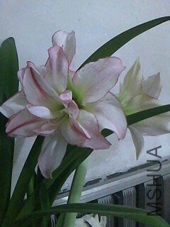 IMG0227095800.jpg