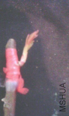 IMG1420A.jpg