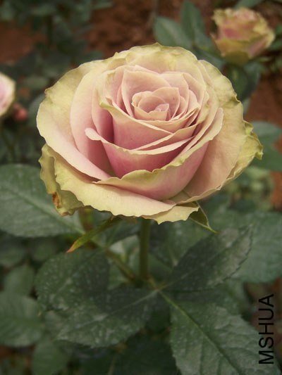 ��������5 of ����Ʒ��.jpg