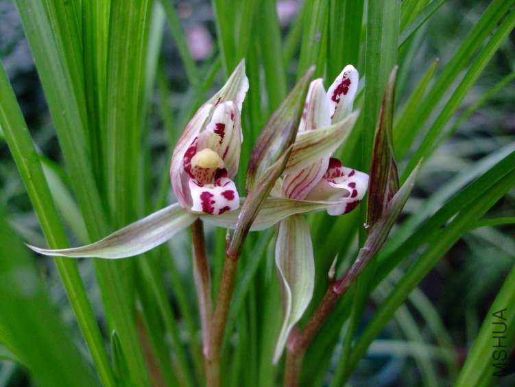 ��ɽ��� 2013-2-26 001.jpg