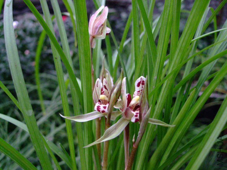 ��ɽ��� 2013-2-27 074.jpg