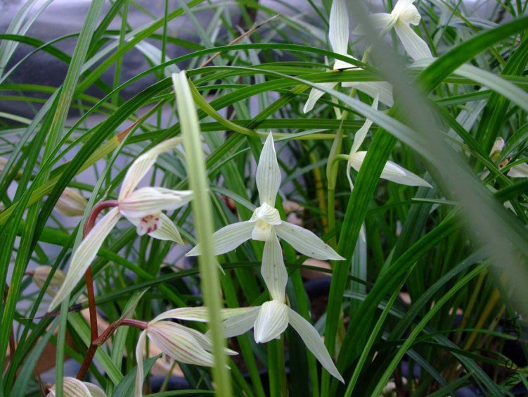 ��ѩ�� 2013-2-26 050.jpg