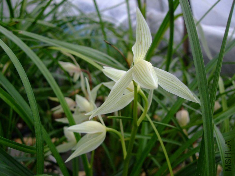 ��ѩ�� 2013-2-26 052.jpg