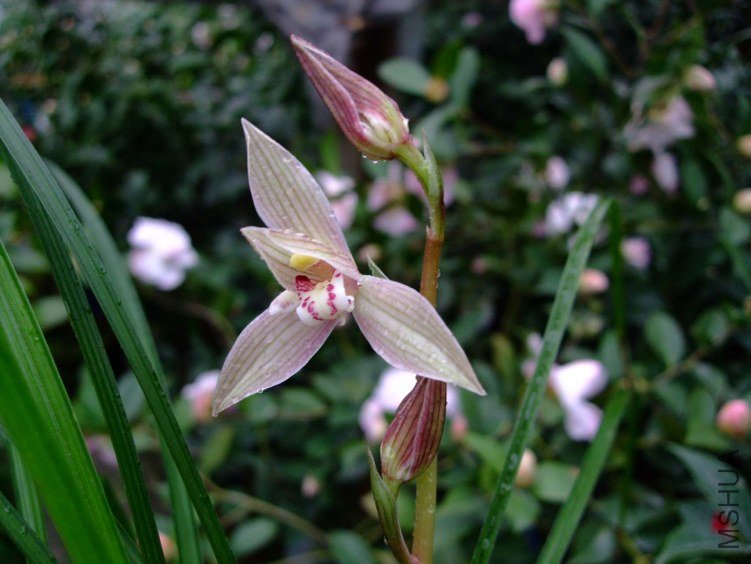 �ƽ𺣰� 2013-2-26 028.jpg