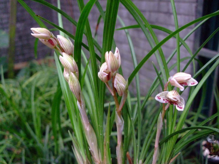 ������ 2013-2-27 086.jpg