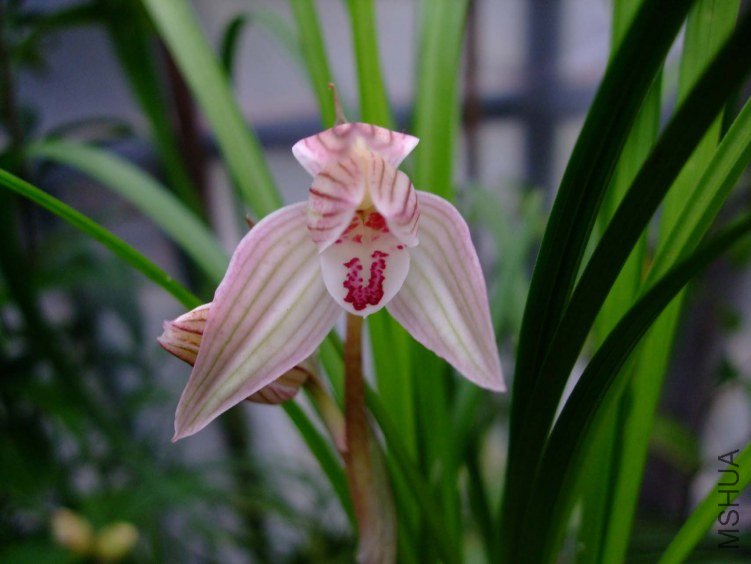 ��Ȫ�ۺ� 2013-2-27 026.jpg