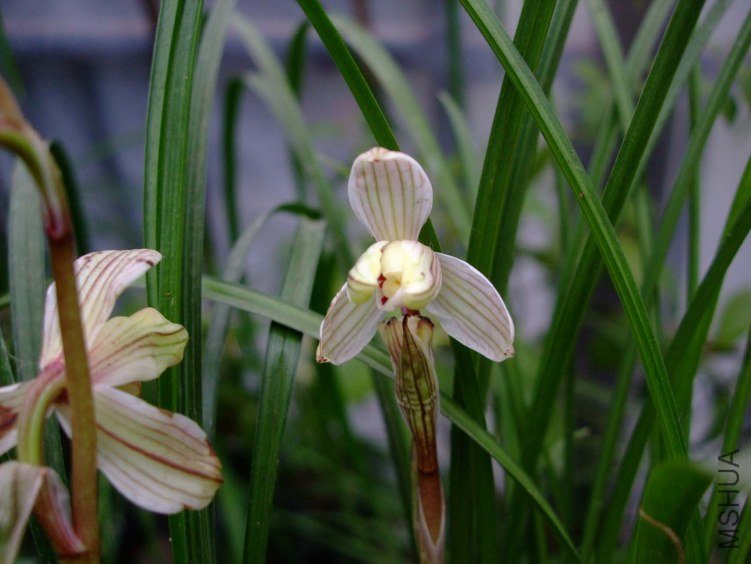 ǧ��÷ 2013-2-27 034.jpg