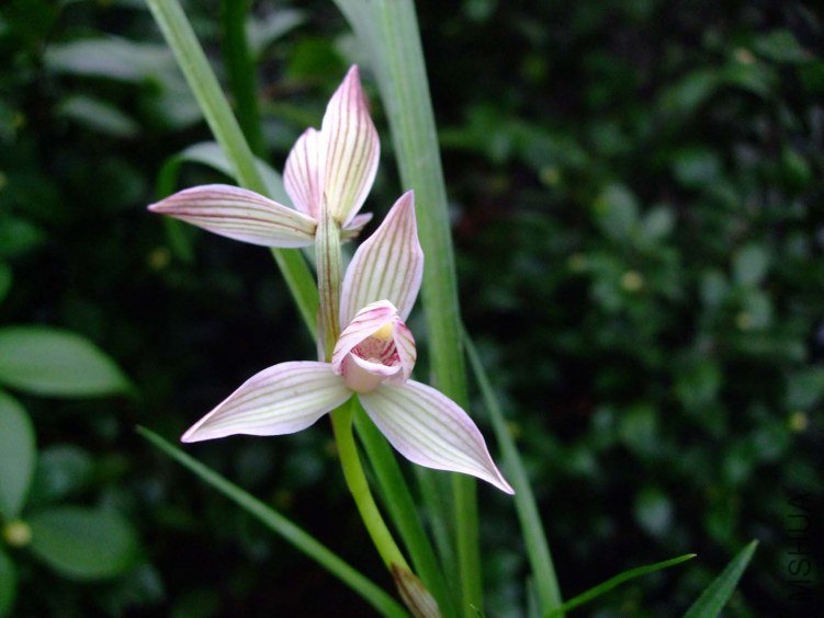 ���ɺ�� 2013-2-27 016.jpg