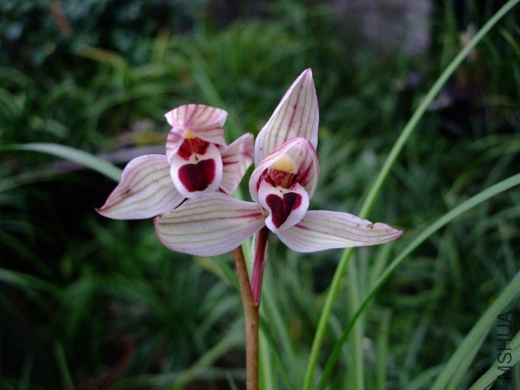 ������ӡ 2013-2-26 007.jpg