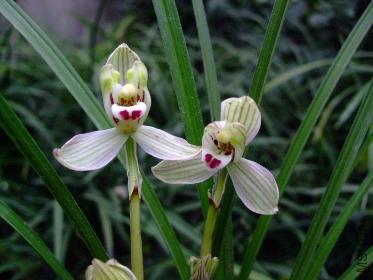 ����÷ 2013-2-27 003.jpg