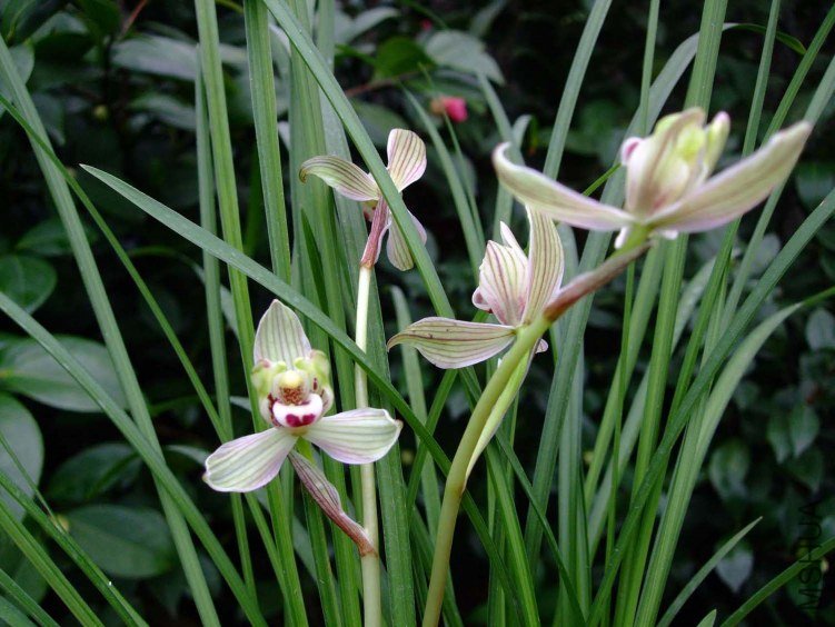 ����÷ 2013-2-27 136.jpg