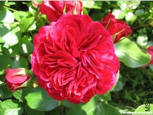 ��ɫ����棨Red Leonardo da Vinci��.jpg